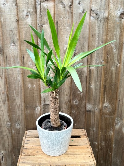 Yukka Plant in Dutch Pot