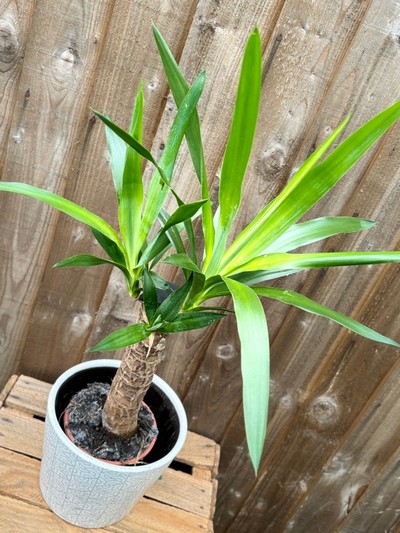 Yukka Plant in Dutch Pot