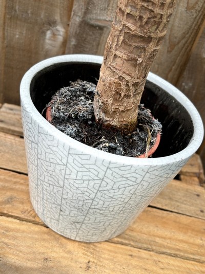 Yukka Plant in Dutch Pot