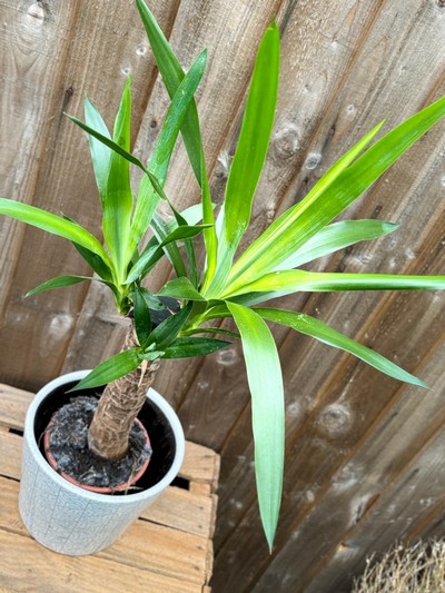 Yukka Plant in Dutch Pot