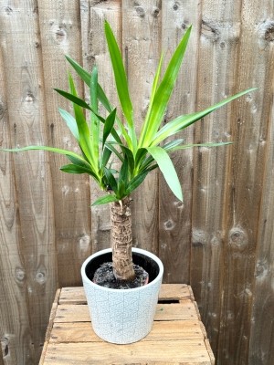 Yukka Plant in Dutch Pot