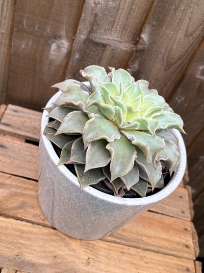 Echeveria 'Madiba' Succulent