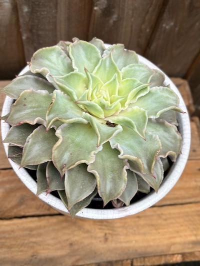 Echeveria 'Madiba' Succulent