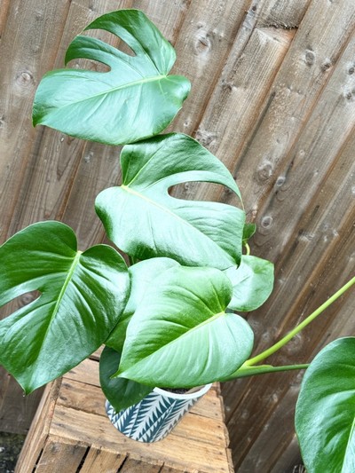 Monstera Delisiosa in a Dutch Pot