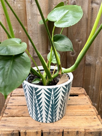 Monstera Delisiosa in a Dutch Pot