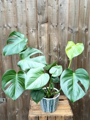 Monstera Delisiosa in a Dutch Pot