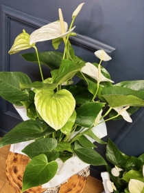 Anthurium Plant in Decorative Pot