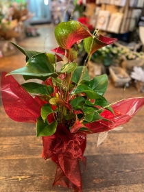 Anthurium Plant in Decorative Pot