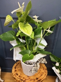 Anthurium Plant in Decorative Pot