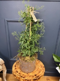 Jasmine Plant in Decorative Pot