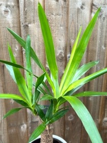 Yukka Plant in Dutch Pot