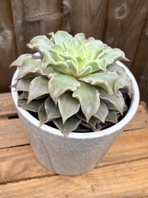 Echeveria 'Madiba' Succulent