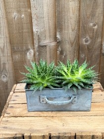 Lace Aloe Succulent